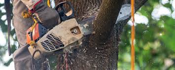 Best Tree Removal  in Montverde, FL