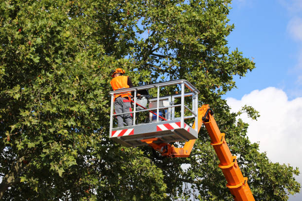 Why Choose Our Tree Removal Services in Montverde, FL?