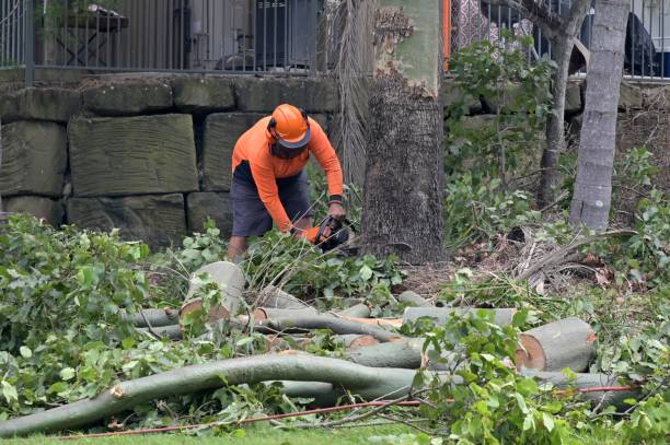 Tree and Shrub Care in Montverde, FL