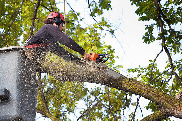 Professional  Tree Services in Montverde, FL